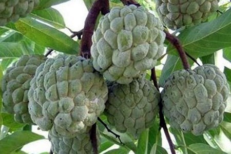 释迦果是什么水果要怎么吃