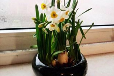 水仙花开花后怎么养护