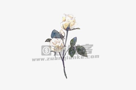泥泞中的白玫瑰