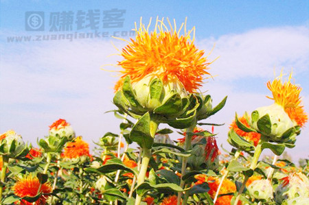 藏红花的功效与作用